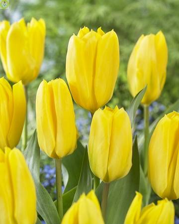 Купить оптом в Ботанике Тюльпан Кандела 10 шт