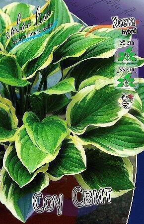 Купить оптом в Ботанике Хоста Соу Свит 1 шт