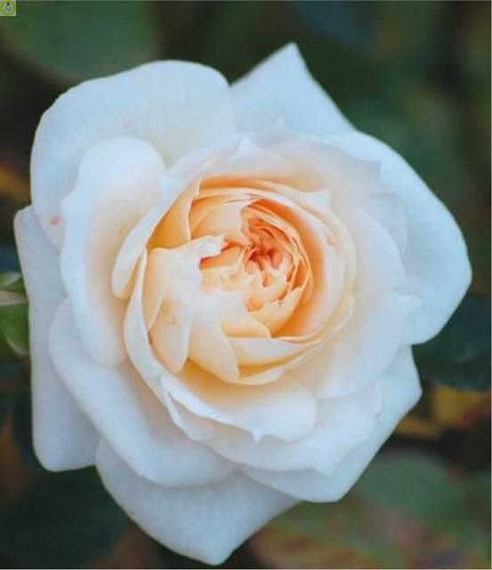 Купить оптом в Ботанике Роза Джейн 1 шт миниатюрные