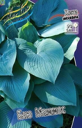 Купить оптом в Ботанике Хоста Блю Маммос 25 шт