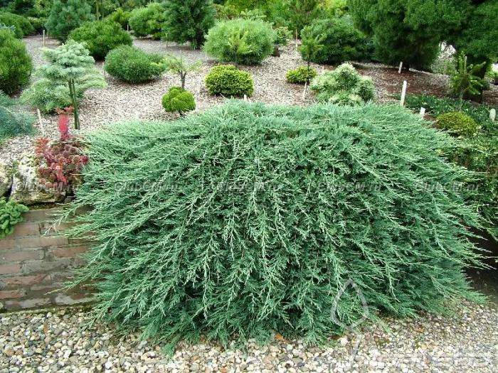 Купить оптом в Ботанике Можжевельник горизонтальный Гласиер P9