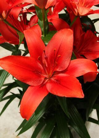 Купить оптом в Ботанике Лилия Коралло 10 шт