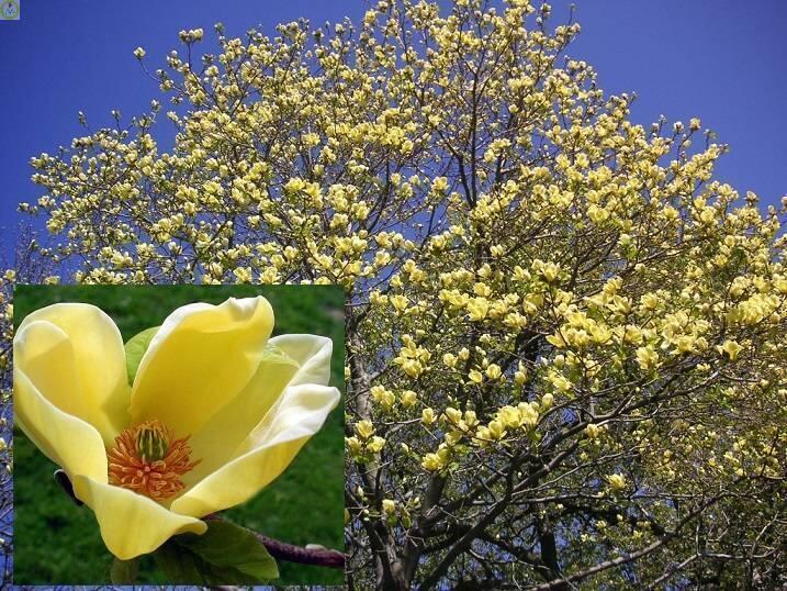 Купить оптом в Ботанике Магнолия бруклинская Йеллоу Бёрд, С5