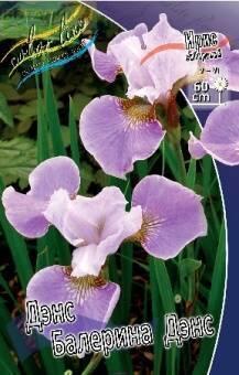Купить оптом в Ботанике Ирис Дэнс Балерина Дэнс сибирский 1 шт