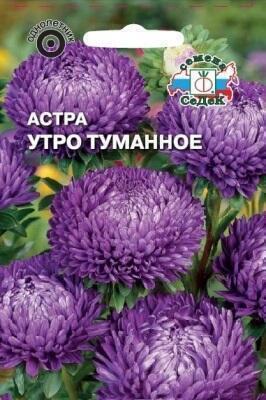 Купить оптом в Ботанике семена Астра Утро туманное Сед бренд СеДеК
