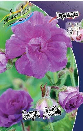Купить оптом в Ботанике Гераниум Бирч Дабл 1 шт