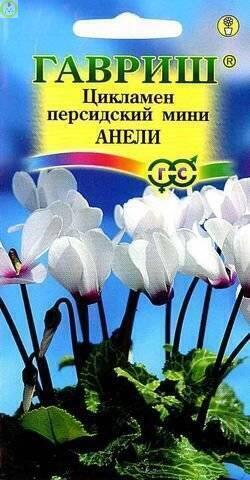 Купить оптом в Ботанике семена Цикламен Анели Гав бренд Гавриш