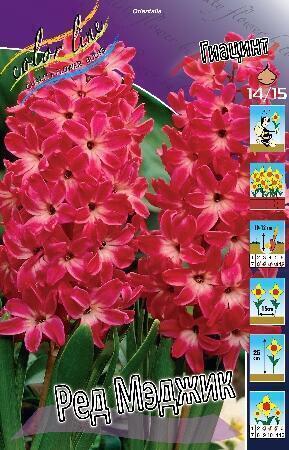 Купить оптом в Ботанике Гиацинт Ред Мэджик 5 шт