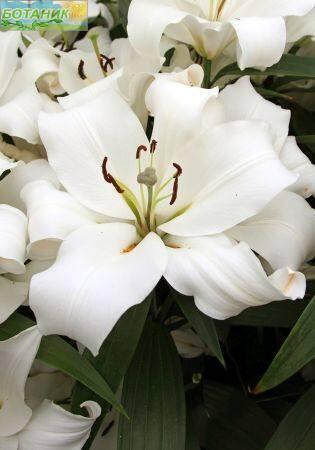 Купить оптом в Ботанике Лилия Фастрада 7 шт 