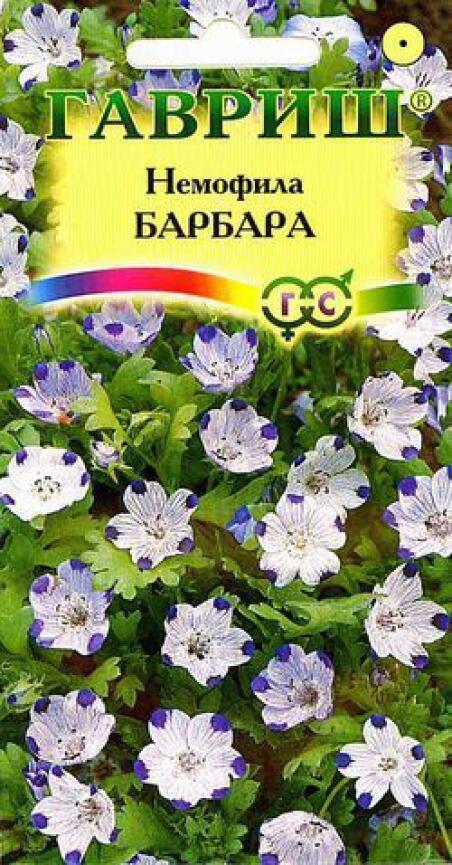 Купить оптом в Ботанике семена Немофила Барбара пятнистая Гав бренд Гавриш