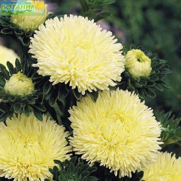 Купить оптом в Ботанике семена Астра Гала желтая Аэл бренд Аэлита