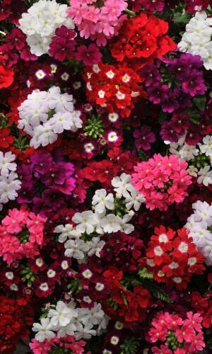 Купить оптом в Ботанике семена Вербена Мерло Микс Мар бренд Марс