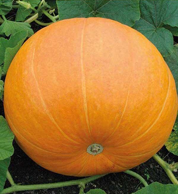 Купить оптом в Ботанике семена Тыква Марсельеза Аэл бренд Аэлита