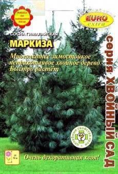 Купить оптом в Ботанике семена Сосна Маркиза гималайская Аэл бренд Аэлита