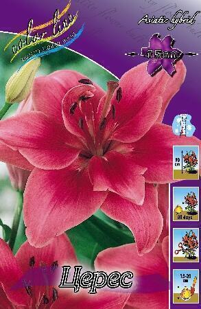 Купить оптом в Ботанике Лилия Церес 5 шт