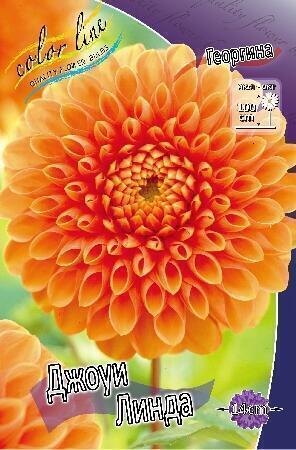 Купить оптом в Ботанике Георгина Джоуи Линда 1 шт шаровидные