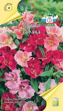 Купить оптом в Ботанике семена Годеция Гавана Сед бренд СеДеК