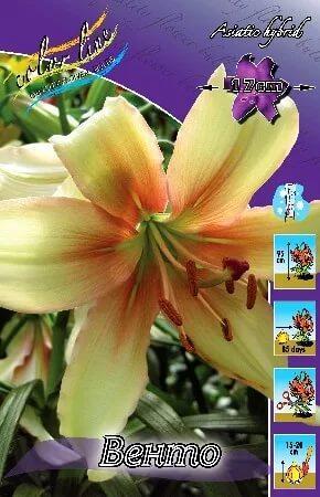 Купить оптом в Ботанике Лилия Венто 5 шт