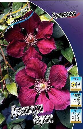 Купить оптом в Ботанике Клематис Джипси Куин 2 шт