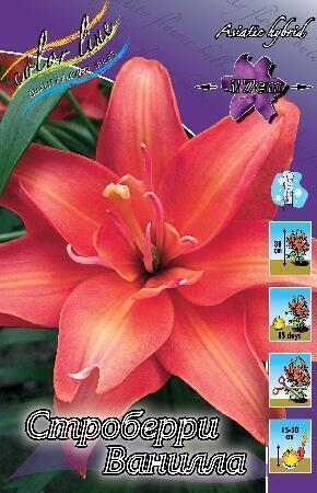 Купить оптом в Ботанике Лилия Строберри Ванилла 5 шт