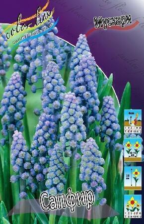 Купить оптом в Ботанике Мускари Сапфир 10 шт