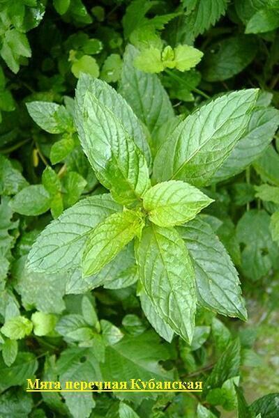 Купить оптом в Ботанике семена Мята перечная Кубанская Аэл бренд Аэлита