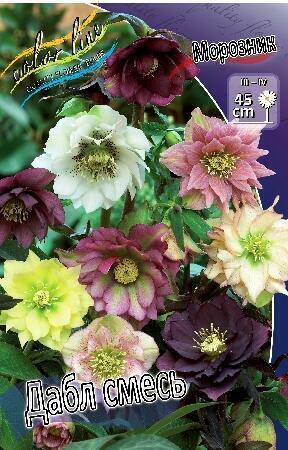 Купить оптом в Ботанике Морозник Дабл смесь 1 шт