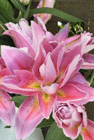 Купить оптом в Ботанике Лилия Селина 5 шт 