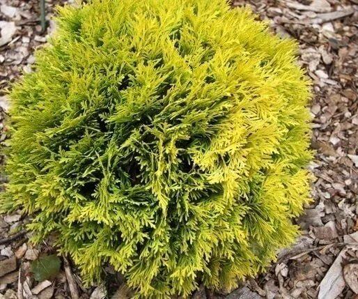 Купить оптом в Ботанике Туя западная Даника Ауреа P9