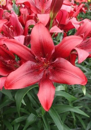 Купить оптом в Ботанике Лилия Тимоко 10 шт