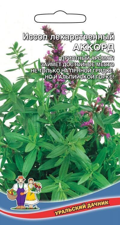 Купить оптом в Ботанике семена Иссоп Аккорд лекарственный УД бренд Уральский дачник