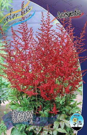 Купить оптом в Ботанике Астильба Глоу 2 шт