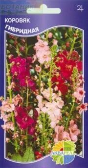 Купить оптом в Ботанике семена Коровяк Вербаскум гибридная смесь Акв бренд Акварель