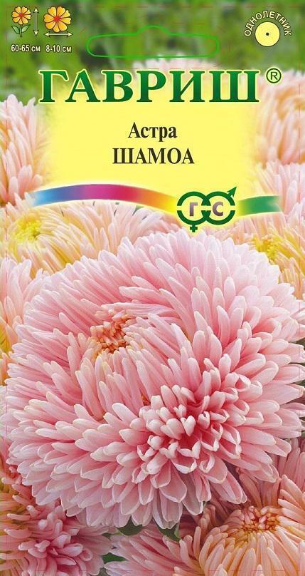 Купить оптом в Ботанике семена Астра Шамоа кремовая Гав бренд Гавриш