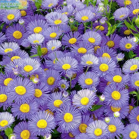 Купить оптом в Ботанике семена Астра Альпийская голубая СиО бренд Сад и огород