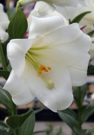 Купить оптом в Ботанике Лилия Уайт Си 7 шт