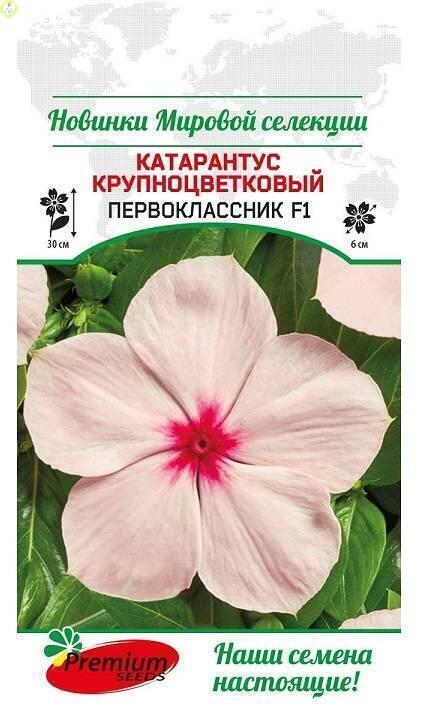 Купить оптом в Ботанике семена Катарантус Первоклассник крупноцветковый F1 ПС бренд Премиум Сидс