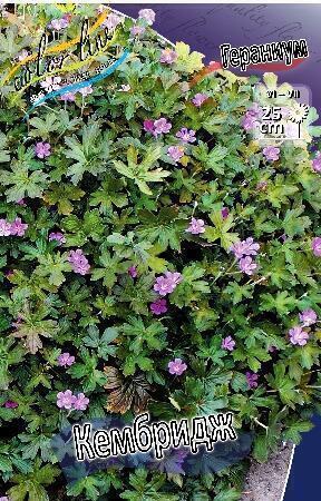 Купить оптом в Ботанике Гераниум Кембридж 2 шт