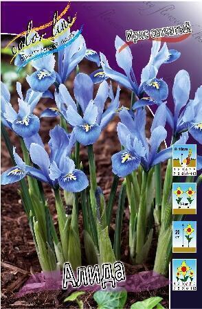 Купить оптом в Ботанике Ирис Алида 10 шт