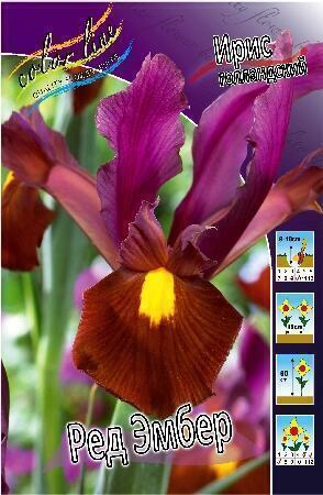 Купить оптом в Ботанике Ирис Ред Эмбер 10 шт