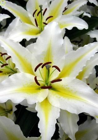 Купить оптом в Ботанике Лилия Бафферари 12/14 5шт