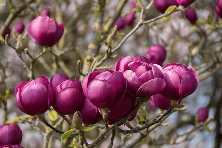 Купить оптом в Ботанике Магнолия Блэк Тюлип