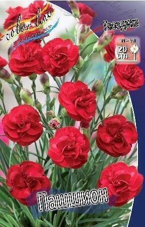 Купить оптом в Ботанике Гвоздика Пашшион 2 шт