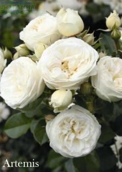 Купить оптом в Ботанике Роза Артемис 1 шт шрабы