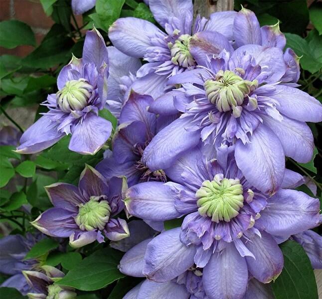 Купить оптом в Ботанике Клематис Блю Лайт P9