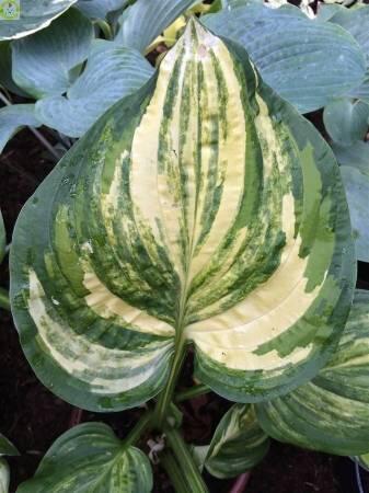 Купить оптом в Ботанике Хоста Вильям Лахман 25шт