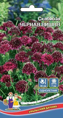 Купить оптом в Ботанике семена Скабиоза Черная вишня УД бренд Уральский дачник