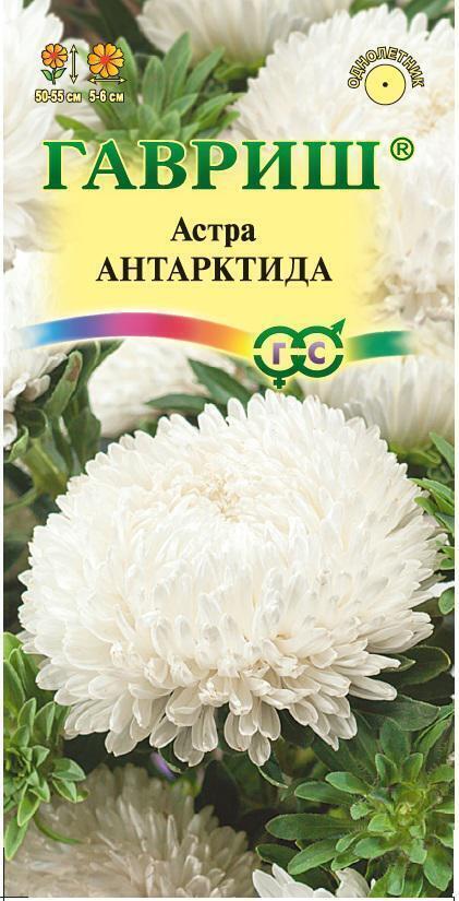 Купить оптом в Ботанике семена Астра Антарктида Гав бренд Гавриш