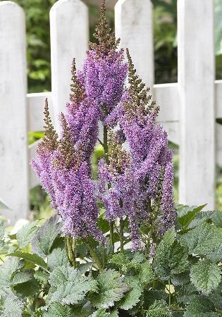 Купить оптом в Ботанике Астильба Валерия 1 шт