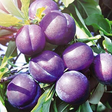 Купить оптом в Ботанике Слива Среднеранняя Синильга(бессея)